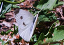 Pieris rapae